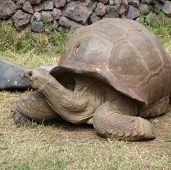 Tortue Géante Lemuria Land